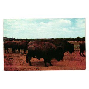 Vintage Postcard Herd Of Buffalo Bison Texas Animal Farm Life Range Endangered